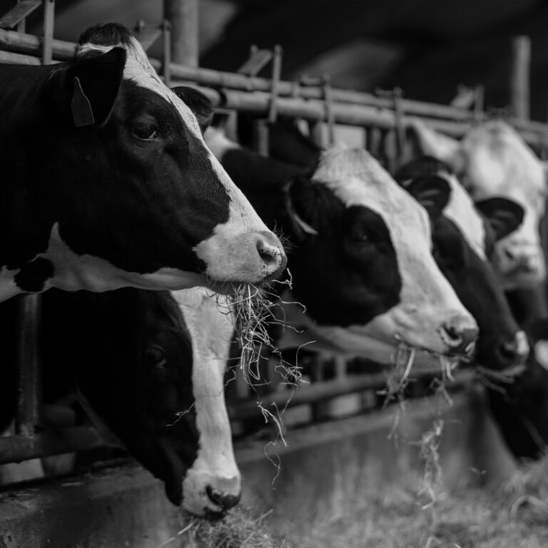 Websitegraphic Backfill Cows